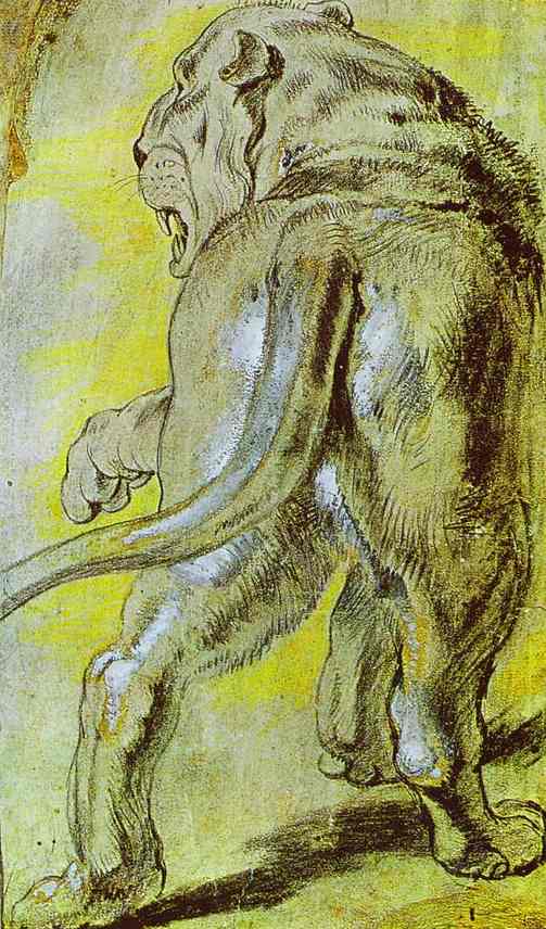 Lioness - Peter Paul Rubens