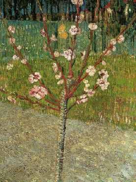 Almond Tree in Blossom - Vincent van Gogh
