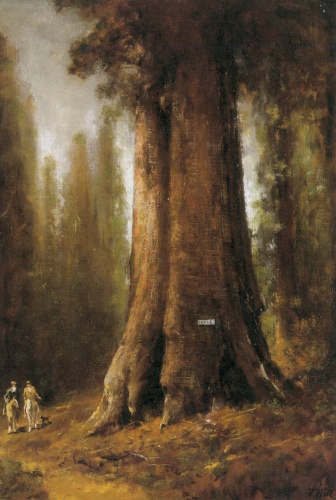 California Redwood - Thomas Hill