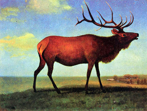 Elk - Albert Bierstadt