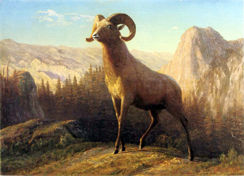 Rocky Mountain Sheep Ovis Montana - Albert Bierstadt