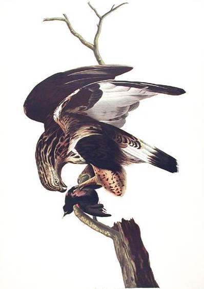 Rough-legged Falcon - John James Audubon