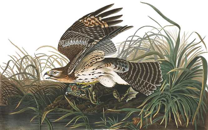 Winter Hawk - John James Audubon