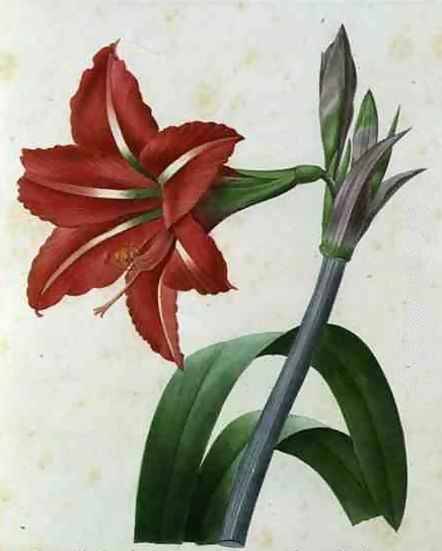 Amaryllis Bresiliensis - Pierre Redoute