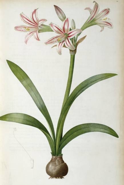 Amaryllis Vittata - Pierre Redoute