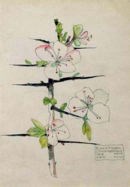 Blackthorn Chiddingstone Kent - Charles Mackintosh