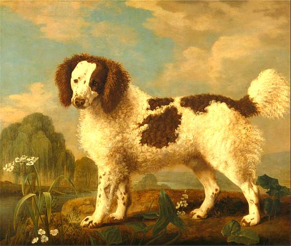 Brown and White Norfolk - George Stubbs