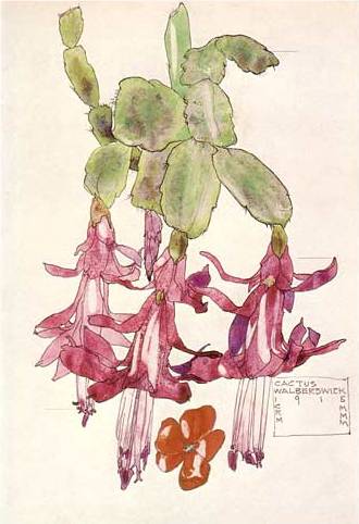 Cactus Flower - Charles Mackintosh
