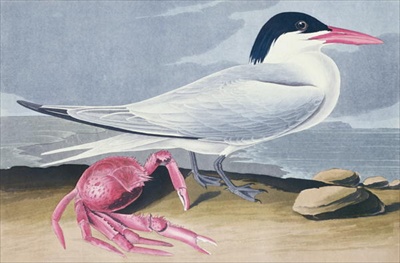 Cayenne Tern - John James Audubon