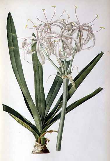 Crinum Americanum - Pierre Redoute