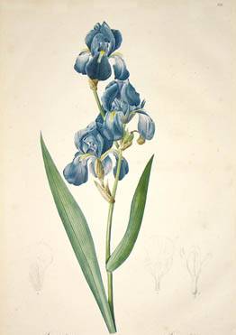 Iris Plicata - Pierre Redoute