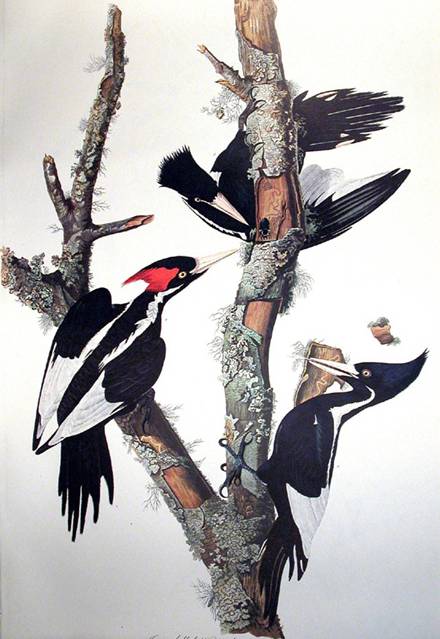 Ivory billed Woodpecker - John James Audubon