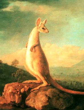 Kongouro from New Holland - George Stubbs