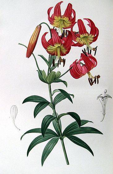 Lilium Superbum - Pierre Redoute