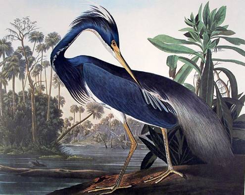 Louisiana Heron - John James Audubon