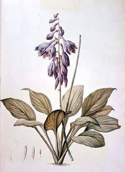 Plantain Lily - Pierre Redoute