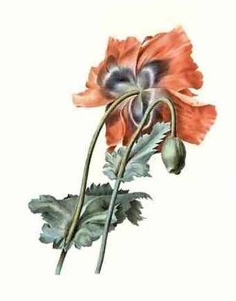 Poppy - Pierre Redoute