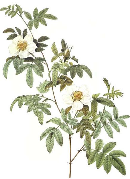 Rosa Clinophylla - Pierre Redoute
