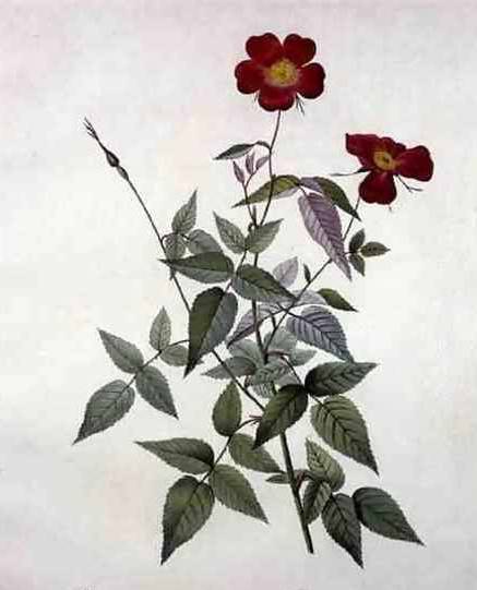 Rosa Indica - Pierre Redoute