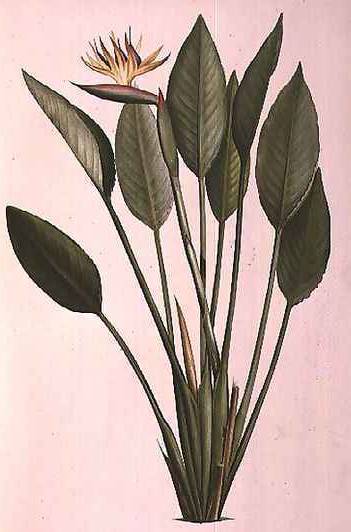 Strelitzia Reginae - Pierre Redoute