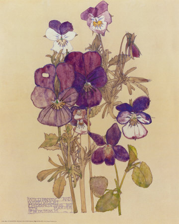 Wild Pansy - Charles Mackintosh