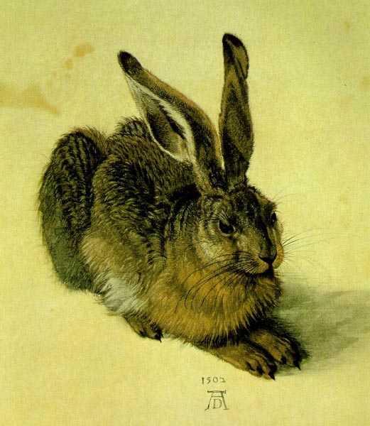 Young Hare - Albrecht Durer